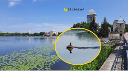 Необычная "рыба" в Тернопольском пруду