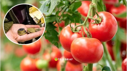 Ціни на помідори в Україні